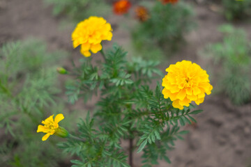 Marigold flowers grow in the garden on the ground.