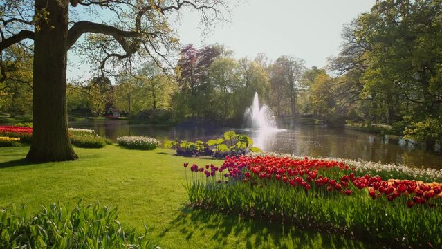 Keukenhof flower garden with blooming tulip flowerbeds and fountain. One of the world's largest flower gardens. Lisse, the Netherlands.