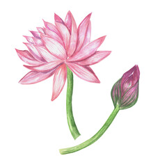 Watercolor set of pink lotus flowers