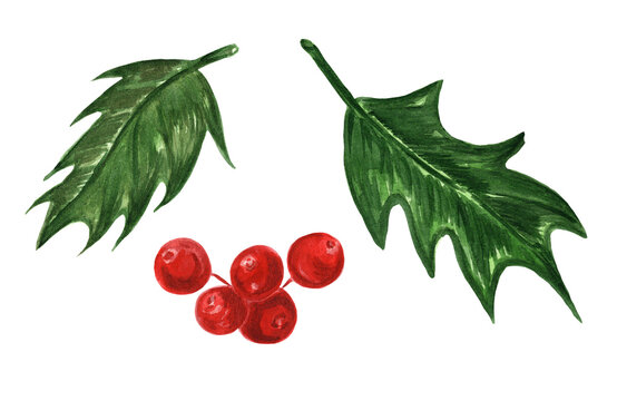 Watercolor set of green holly leaves and a bunch of ripe red berries