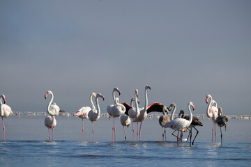 Wild african birds.  Flock of pink african flamingos  walking around the blue lagoon on the background of bright sky on a sunny day.