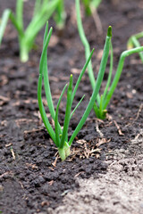 Young onion plants, growing in a vegetable garden outside. Side, front view. Macro photography