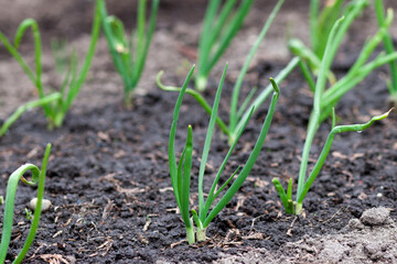 Young green spring shoots of green onions in the garden