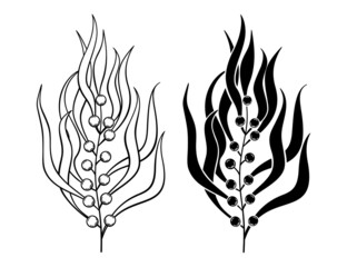 Seaweed sketch on a white background. Algae vector black and white illustration.
