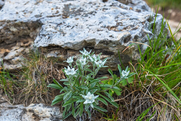Obraz na płótnie Canvas Beautiful Edelweiss flowers thats flowering in the alps