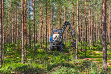 Thinning in a pine forest with a harvester