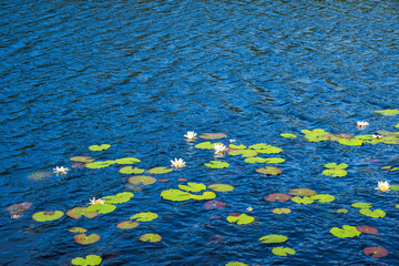 Water lily flowers in a lake a beautiful summer day - obrazy, fototapety, plakaty