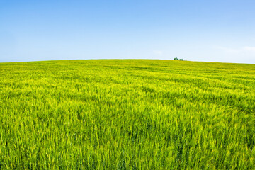 Obraz premium Green field in the countryside