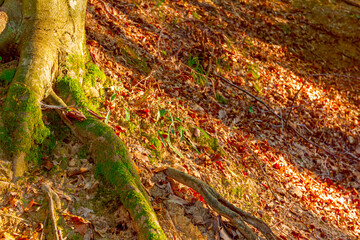 View on large root of tree in the forest