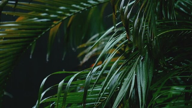 Slow motion of raindrops on palm leafs blowing by the wind. 