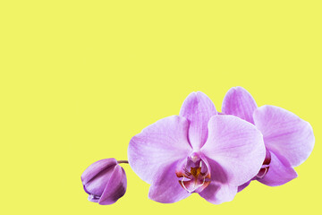 Lilac lavender orchid flowers closeup isolated on yellow background as postcard with copy space for...