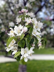 Цветущая ветка яблони