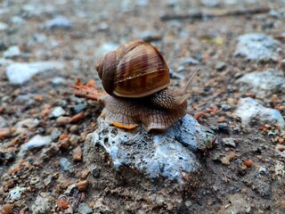 snail on a stone, snail after rain, little snail, snail on a leaf, brown snail