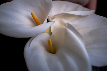 macro of a bouquet of lilies