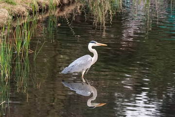 Fototapeta premium Grey heron in the water