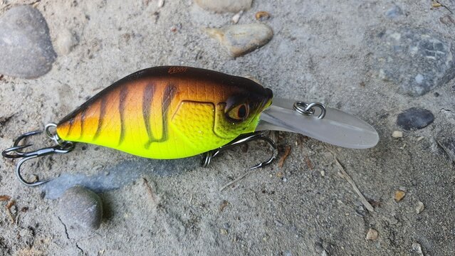 p&ecirc;che carnassier