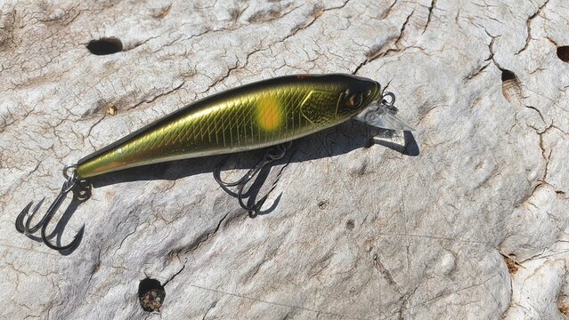 p&ecirc;che carnassier