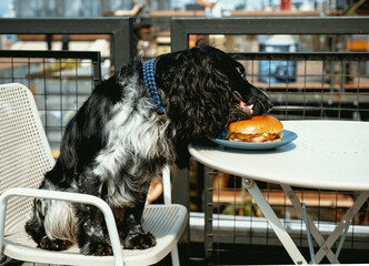 Cute spaniel eats burger sitting at table in cafe. Animal theme. Cute animals, dog friendly cafe...