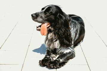 Black spaniel lies with his tongue out in hot, scorching sun. Dehydration and heat stroke. Pet care...