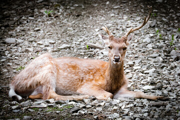Portrait of  young roe deer lying on ground. Animal theme.