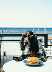 Cute spaniel dog in red glasses is sitting in  cafe and looking at  burger. Funny postcard with pet...