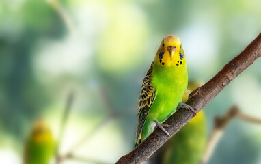 Beautiful bright green wavy parrot sits on  branch blurry background. Copy space. Selective focus.
