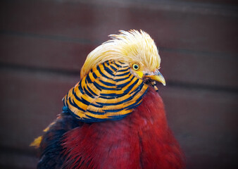 Colorful Pintado head close-up shot, blurred background.