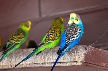 Budgies are sitting on a wooden perch. Blurred background, selective focus.