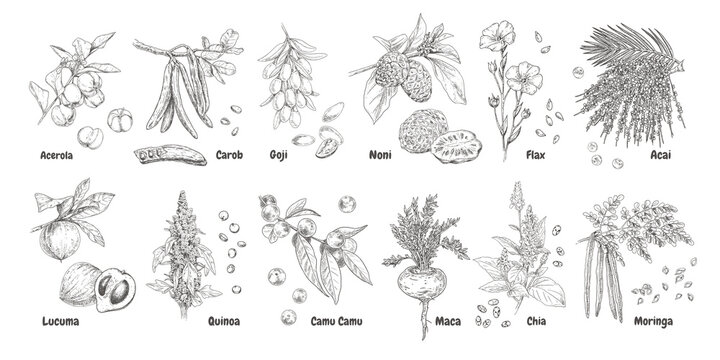 Hand drawn superfood plants - acerola, carob, goji, noni, flax, acai, lucuma, quinoa, camu camu, maca, chia and moringa. Vector illustration isolated on white background.