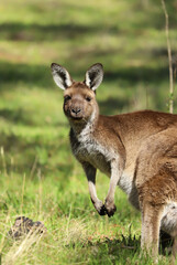 Naklejka na ściany i meble Cute wild young kangaroo grazing close-up, animal portrait, Australian wildlife