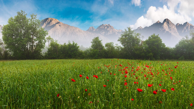 field with red poppy blooming on a foggy morning. beautiful countryside summer nature scenery. high tatra mountain ridge in the distance. clouds on the blue sky