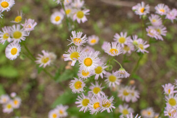 Fototapeta premium Eastern daisy fleabanes in the field