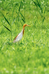 Close-up of a walking cattle egret with green background