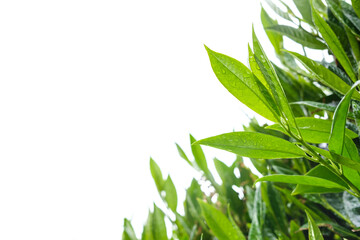 Shrub with fresh green leaves in raindrops, outdoors. Copy space. 