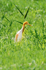 Close-up of a walking cattle egret with green background