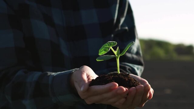 Two female hands hold a sprout to be planted in the soil. Environmental care, ecology, sustainable life, zero waste, no plastic, earth day. Ecology concept. The farmer is holding a young plant
