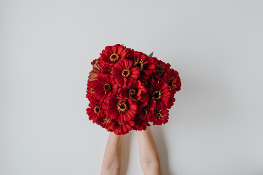 Red Flowers Bouquet In Women's Hands On White Background. Flat Lay, Top View