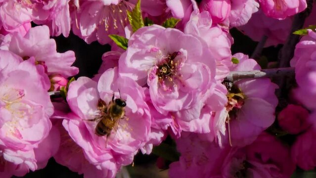 China Tea Rose flowers with honeybees