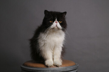 cat on chair in door on gray background