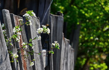 branch of flowering apple bush sticks out in gap between the old leaning fence boards on green blurred background. Side view