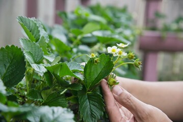 Man in organic strawberry garden