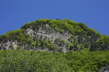 Caucasian mountains in sunny weather, green dense forests on the mountains and snowy peaks of the old high mountains of Georgia