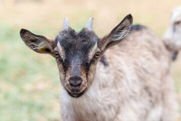 Close-up of the head of a horned goat on a farm. Breeding goats and sheep. Housekeeping.