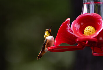 Rufous hummingbird in the sun in yard at spring time © colourinfusion
