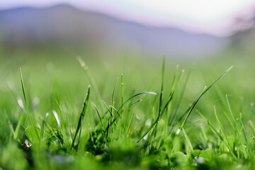 Fresh spring lawn green grass growing in a meadow