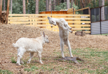 Two white little goats play with each other on the farm. Breeding goats and sheep. Housekeeping. Cute with funny. 