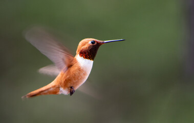 Rufous hummingbird in flight with fast wings