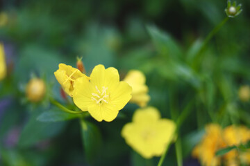 Yellow flowers in bloom