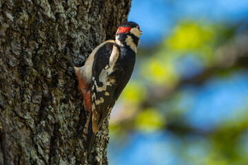 woodpecker on tree2 (Dendrocopos syriacus)