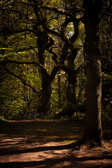 Naklejka premium Three giant trees with shadows on a red hiking trail in Worcestershire UK